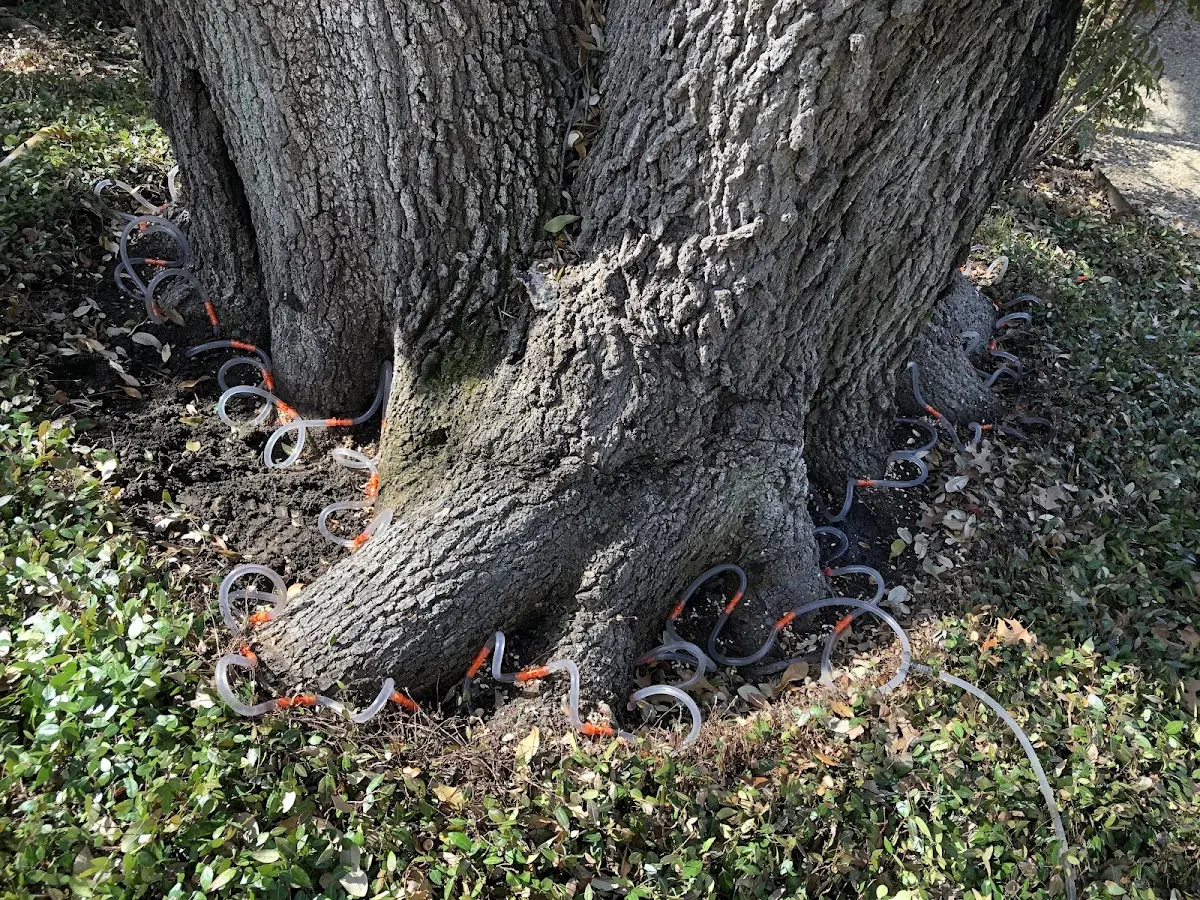 Detailed Tree Cabling and Bracing job site in Peosta
