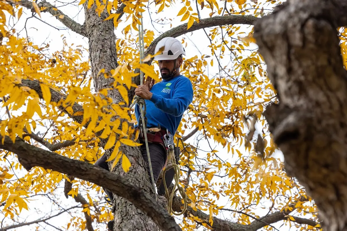 Skilled Tree Pruning crew working in Peosta