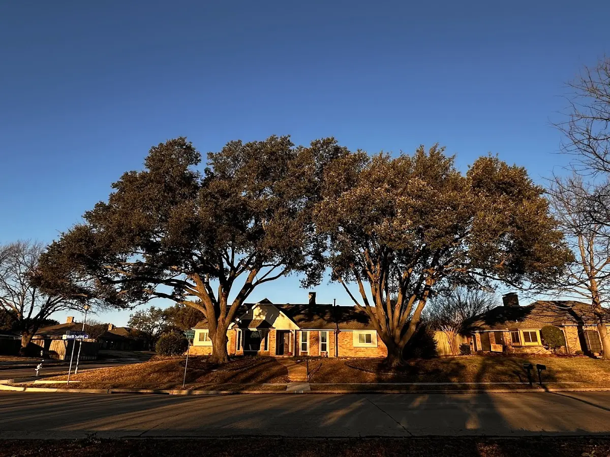 Established residential canopy tree shading a home in Peosta